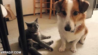 me ignora,gato,perro,ignorar,pasar de &eacute;l,muy mal