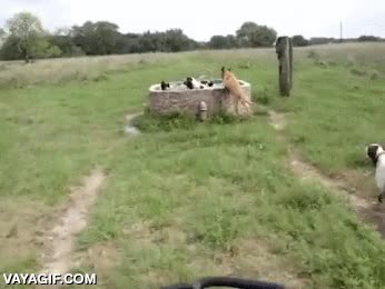agua,piscina,ba&ntilde;arse,darse un ba&ntilde;o,m&aacute;s felicidad imopsible,perro