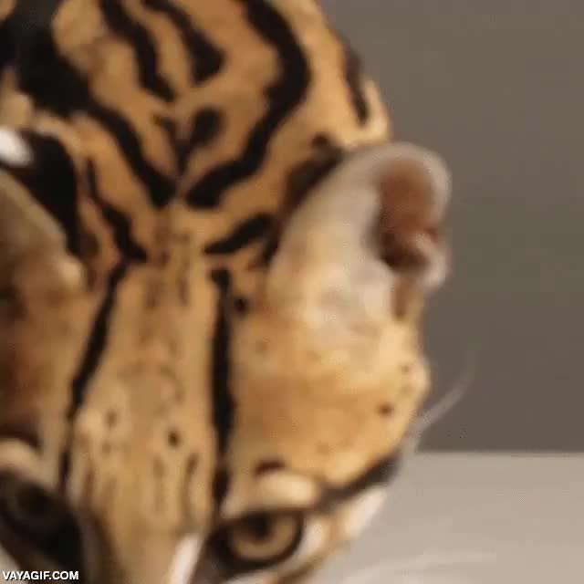 gato,ocelote,felino,mirada