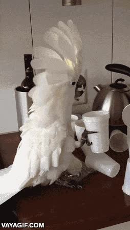 vasos,tirar,viva el caos,cacatua,plastico,suelo,malvado