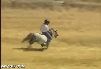 Galopando paralelamente al Tour de Francia en un pony, no podía acabar bien galopar,tour de francia,fail,tropezar,caer,pony,caballo