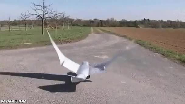 robot,pajaro,ave,simular,aleteo,aletear