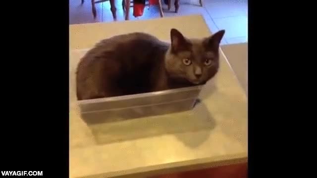 gato,plastico,envase,cubo,tupper,meterse,dentro,ninja