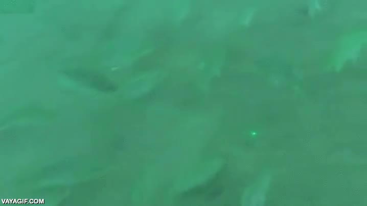 laser,puntero,perseguir,punto,peces,todos somos iguales,pez