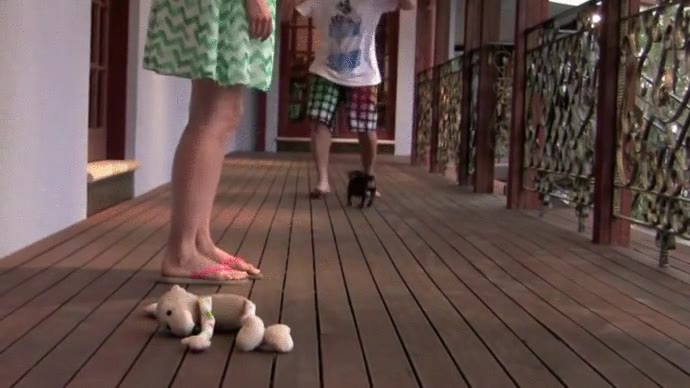 perri,dachsund,defender,salvar,atacar