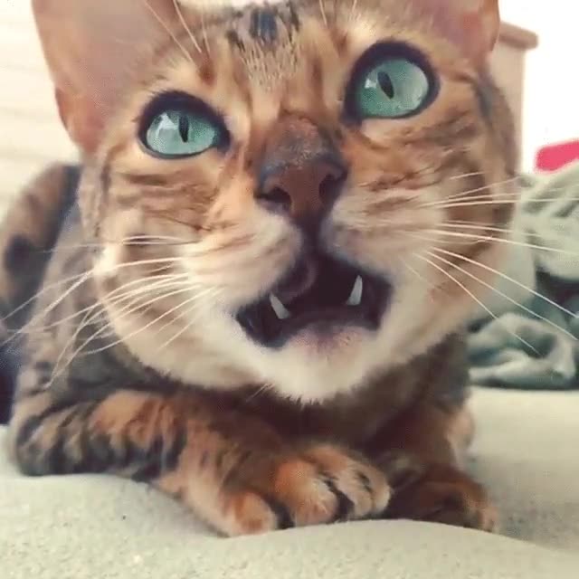 bostezar,bostezo,gato,contagioso,se pega,primer plano