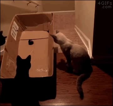 trampa,gatos,escaleras,caja,laser