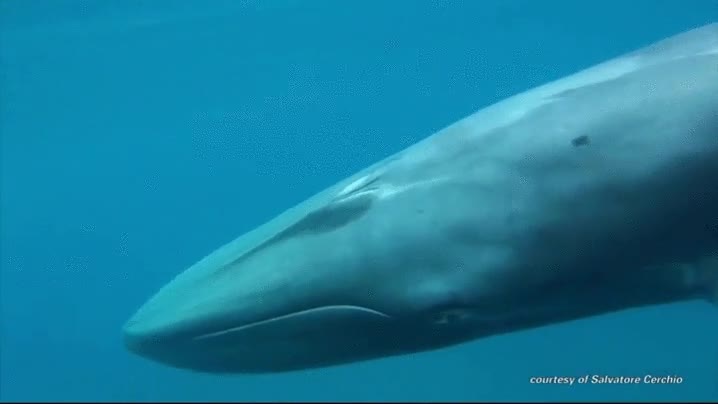 salvatore cerchio,ballena,omura whale,ejemplar,especie,cetaceo,muy extra&ntilde;a