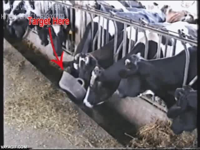 inteligencia,muy lista,abrir candados,liberarse,liberar a sus compañeras,vaca