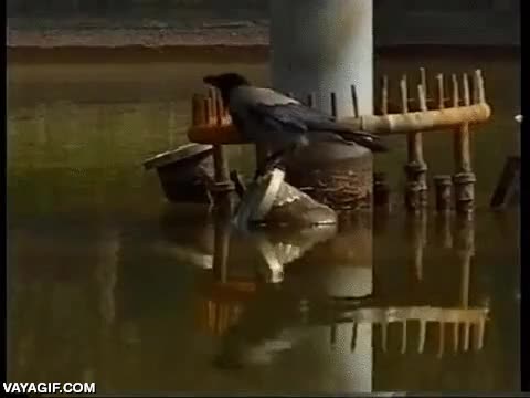 pescar,cuervo,pescador,patatas fritas,muy listo,inteligente