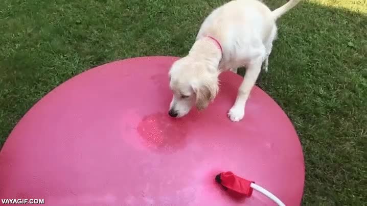 globo,agua,pinchar,menudo susto,fail,perro,golden retriever