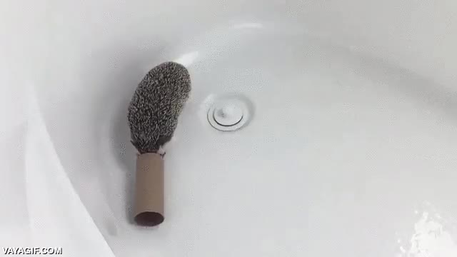 tunel,rollo,papel higienico,ba&ntilde;era,dar vueltas,erizo