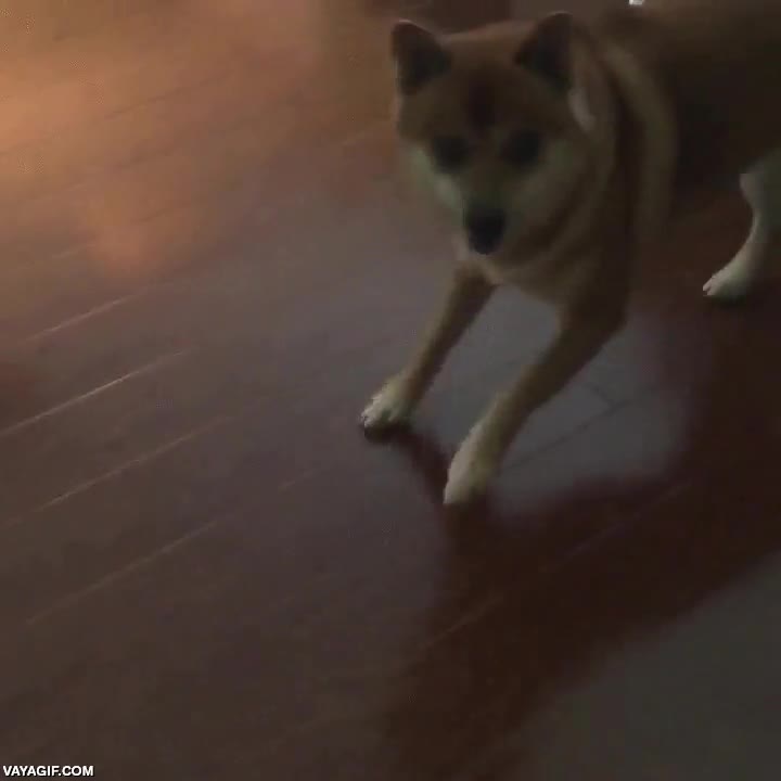 claqu&eacute;,saltos,saltitos,perro,calle,saltar