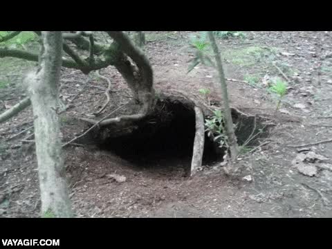 perro,bajo tierra,madriguera,vivir,sorpresa