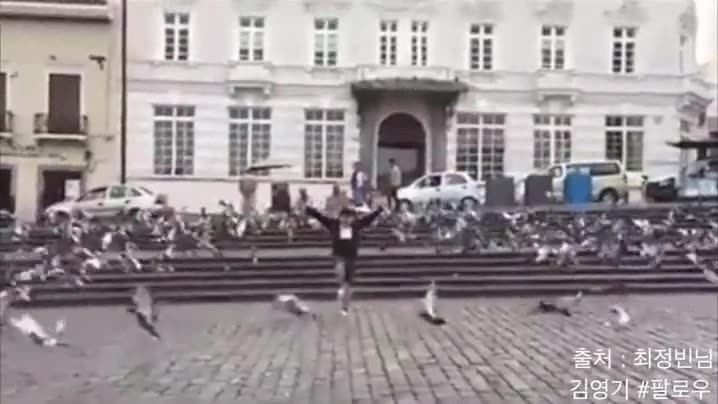 palomas,coreano,corea,todas a la vez,control animal,paloma,loro