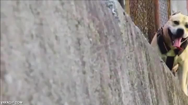 perro,parkour,pared,correr,saltar