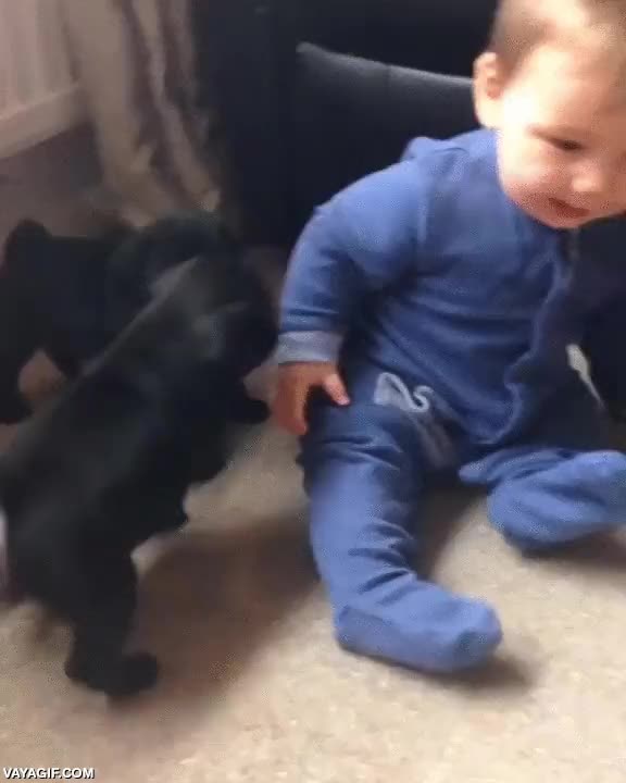 perro,pug,carlino,cachorro,bebe,ni&ntilde;o,lengua,besos