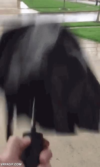 Cuando los paraguas alcanzan la madurez llega el momento de que se separen vuestros caminos adios humano,paraguas,fail,roto,saltar,no tiene el día