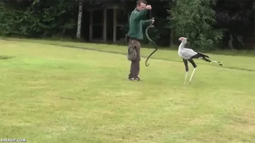 entrenar,patas largas,pisotear,pisar,ave,pajaro,serpiente,cuidador