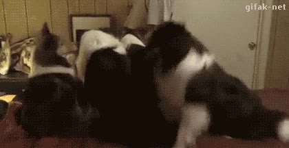 perro,muy lista,con todo el ansia,cambiar de lado,doble racion