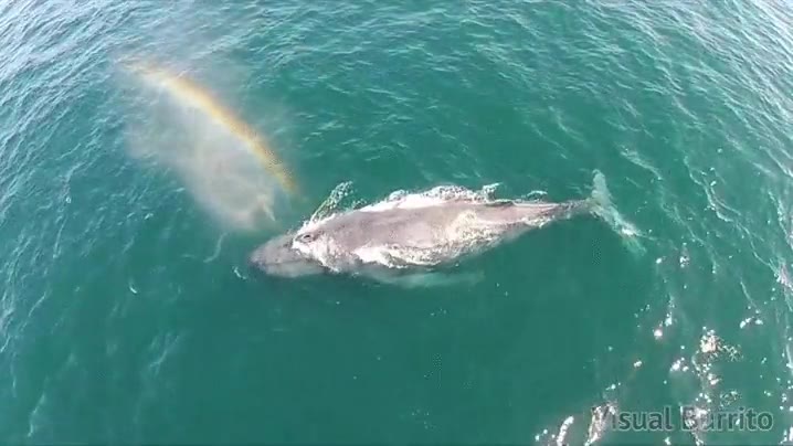 ballena,soplar,agua,mar,arco iris,arcoiris