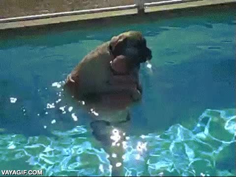 perro,piscina,agua,miedo