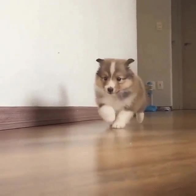 pelazo,camara lenta,elegancia,como una modelo,perro