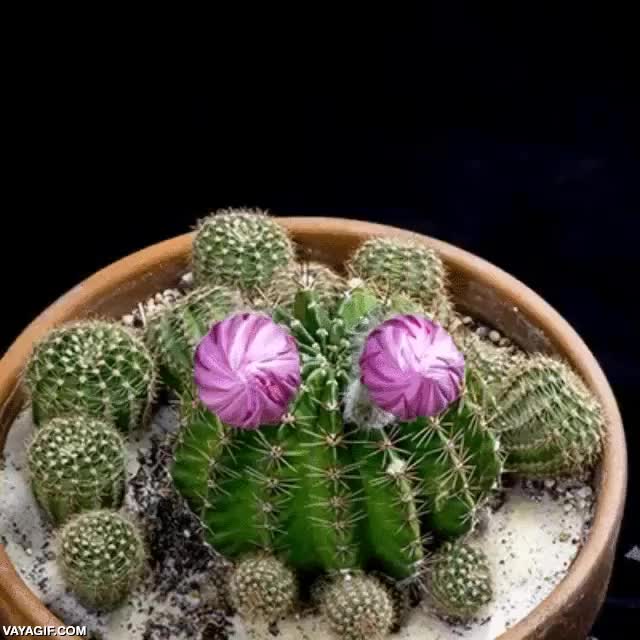 Hasta el cactus con más pinchos tiene su momento de florecer cactus,flores,abrirse,time lapse,florecer,camara rapida
