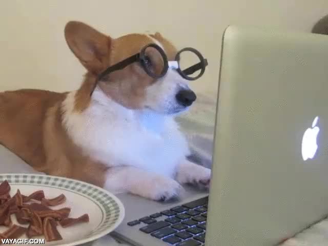 bacon,beicon,perro,corgi,leer,pagina web,soltar,echar,vomitar