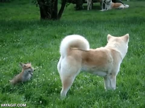 perro,zorro,es posible,aunque el perro de la peli no era uno de estos