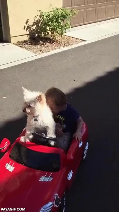 autoescuela,perro,niño,juguete,así de perdido se te veía