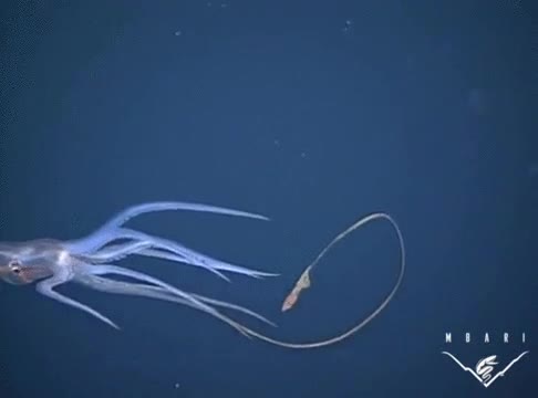 enga&ntilde;ar,calamar,cebo,nueva especie