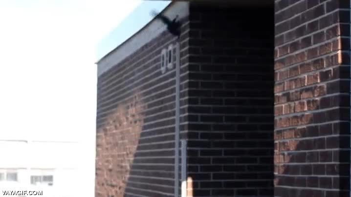 saltar,son muchos metros,sigue viva,nada nos asegura que sea la misma,ardilla