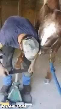 pezu&ntilde;a,limar,lijar,caballo,muy amoroso el caballo