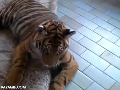 no s&eacute; cu&aacute;l es peor depredador,tigre,tranquilo,perro,atacar,solo juegan