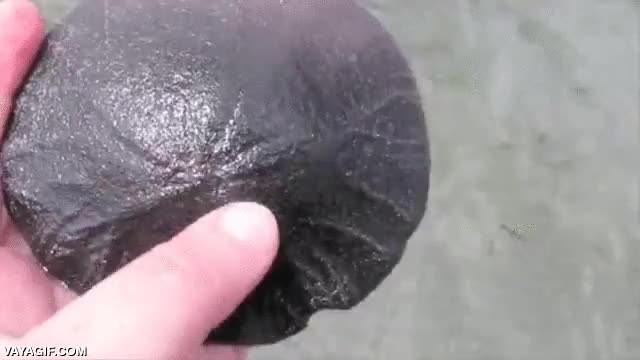 sand dollar,dolar de la arena,suna no dollar,una especie de erizo de mar,animal marino,erizo