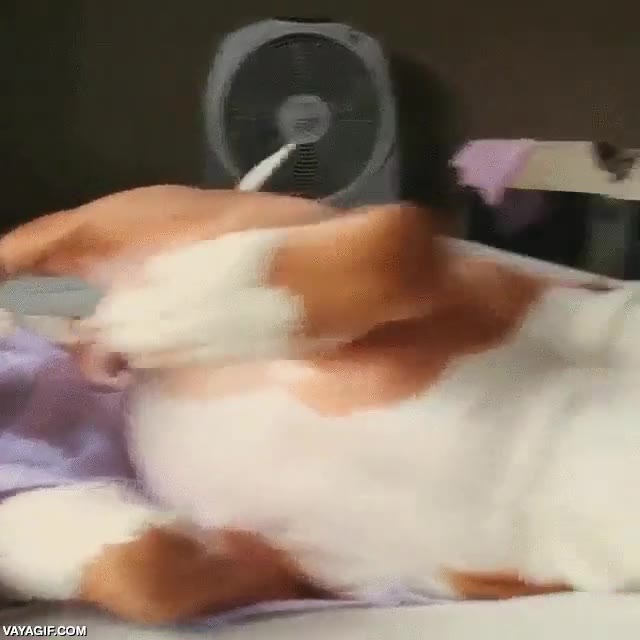 desafiar,morder,jugar,perro,cachorro,tiene cara de ensa&ntilde;ado