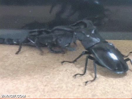 escarabajo,beetle,ha visto mucho WWE,escorpion,pelea,insectos,bichos
