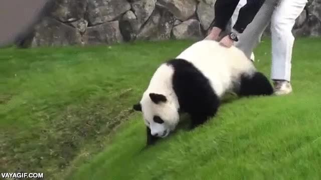 escapar,intento de escape,huir,oso panda,caer al foso