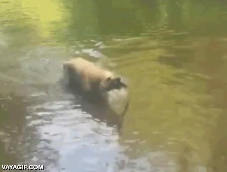 perro,palo,lanzar,al vuelo,dar vueltas,soñaba con ser majorette