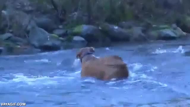 perro,este es menos comun,pescado,pez,salmon,r&iacute;o,poco caudal