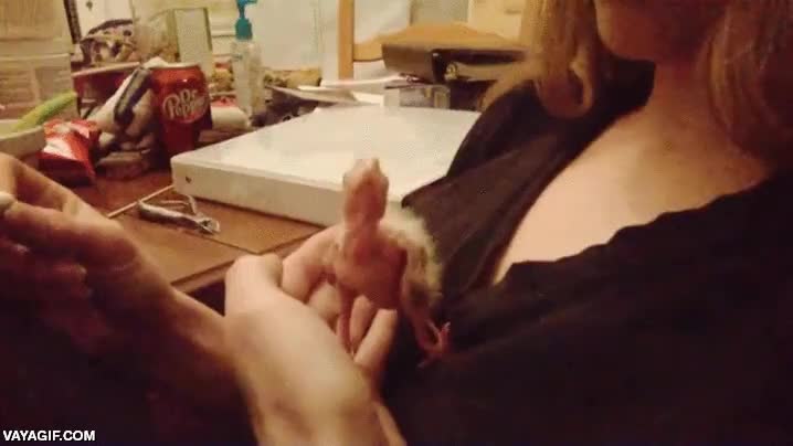 pajarito,polluelo,bebe,cr&iacute;a,pajaro,bastoncillo para los oidos