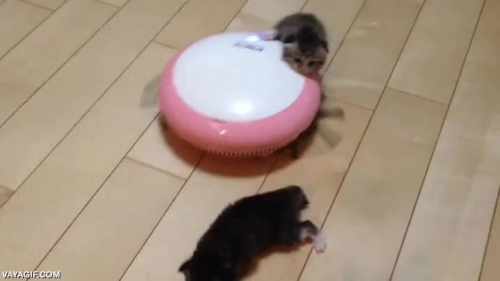 VAYA GIF Mejores