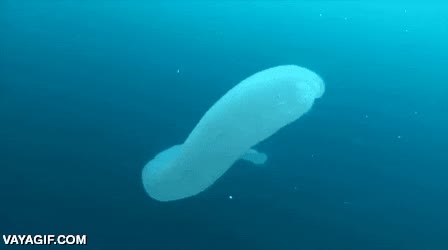 Enlace a Una criatura de lo más extraña en el fondo del mar