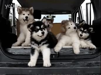 perros,comida,caritas,circunstancia,postre