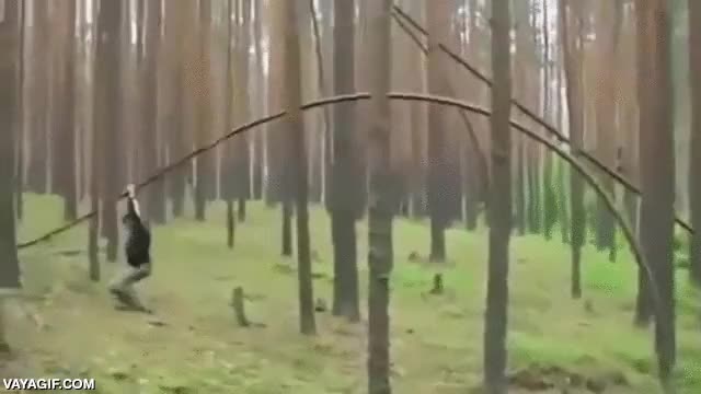 arbol,tronco,romperse,t&iacute;o,saltar,golpe,fail