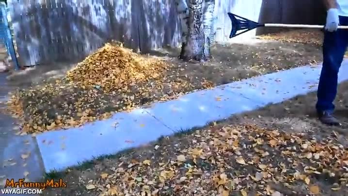 montaña,hojas secas,a todos nos gusta jugar con eso,perro,el amigo de los jardineros