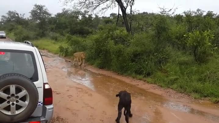Nada es más peligroso que una madre sintiendo a su cría amenazada leon,leona,cría,cachorro,africano,salvar,a la carga
