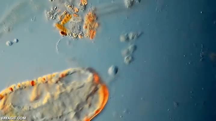 celula,explusar,organismos vivos,soltar lastre,quimica,biologia