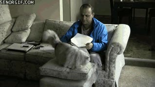 gato,en medio,molestar,incordiar,esperar atencion